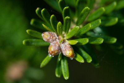 Abies koreana 'Silberlocke' - jedle korejská - pupen